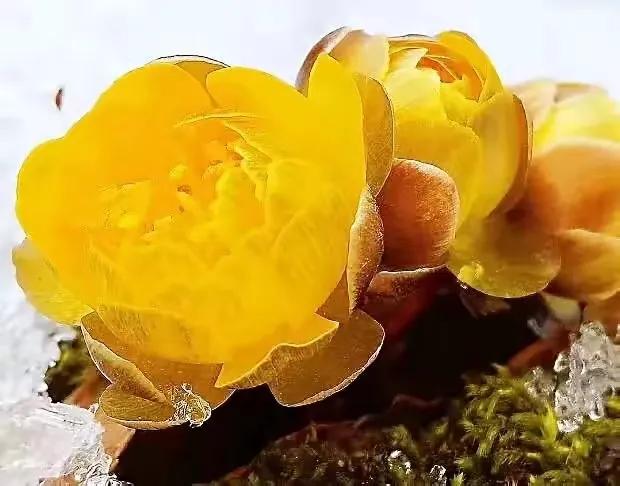 冰凌花享有林海雪莲之美称,牡丹江林海雪莲冰凌花悄然盛放