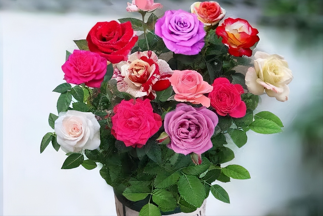 多色玫瑰混搭图片,多色玫瑰品种大全介绍