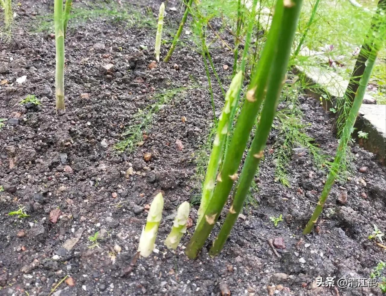 露笋高产吗,莴笋的种植方法和时间