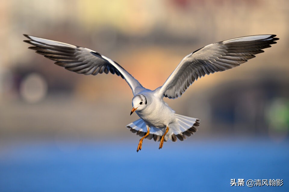 z9拍鸟照片,z9相机购买攻略