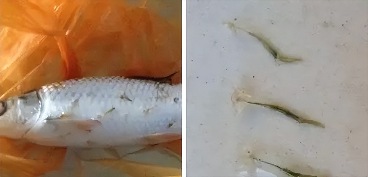 天气升温鱼缸水怎么变浑了,养殖户养鱼遇到水霉病