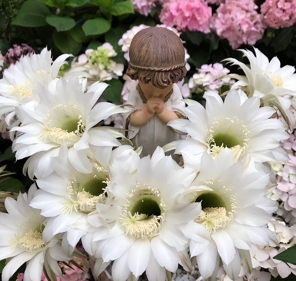 仙人球怎么过冬多久浇一次肥,仙人球冬天浇水的正确方法