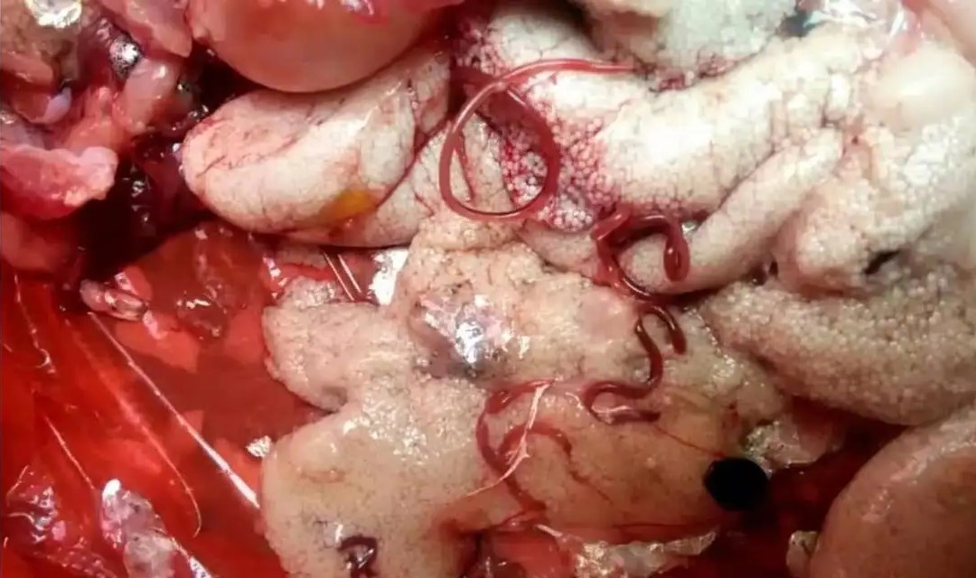 男子钓鱼宰杀后发现寄生虫,男子宰杀黑鱼