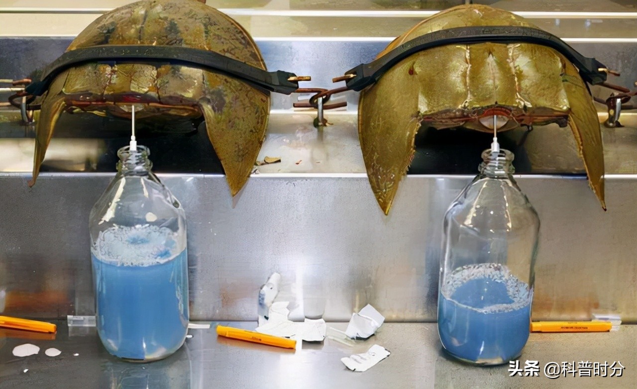 4亿多年蓝色血液引人类陷入绝境,4亿岁生物被疯狂抽血