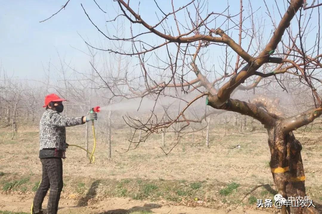 什么时候打清园药最适宜,春季清园的正确方法视频