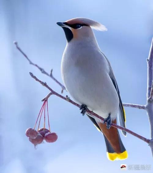 太平鸟图片大鸟,太平鸟图片大全高清壁纸