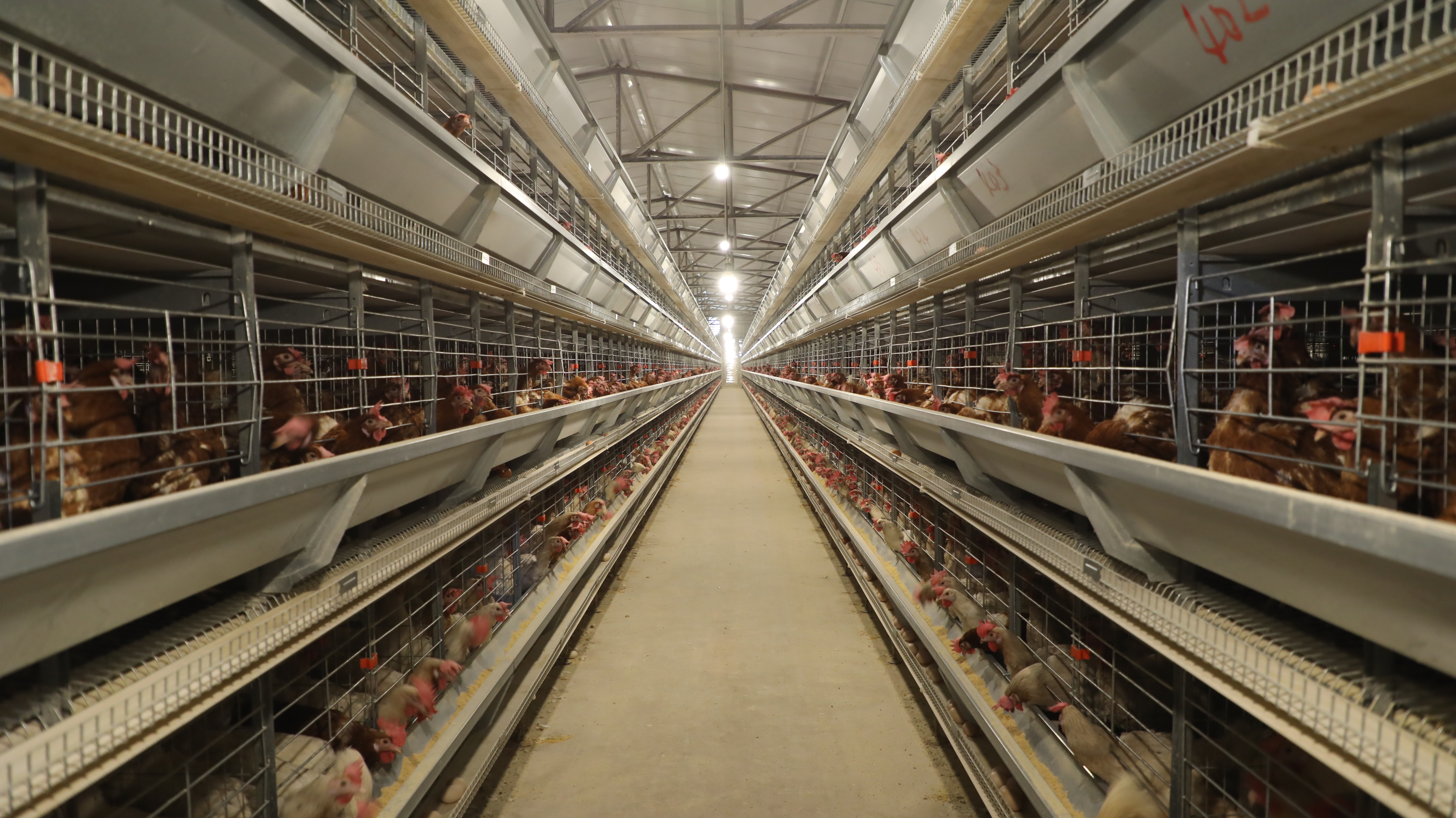 养鸡杀菌最好的方法,鸡产品杀菌最好的方法