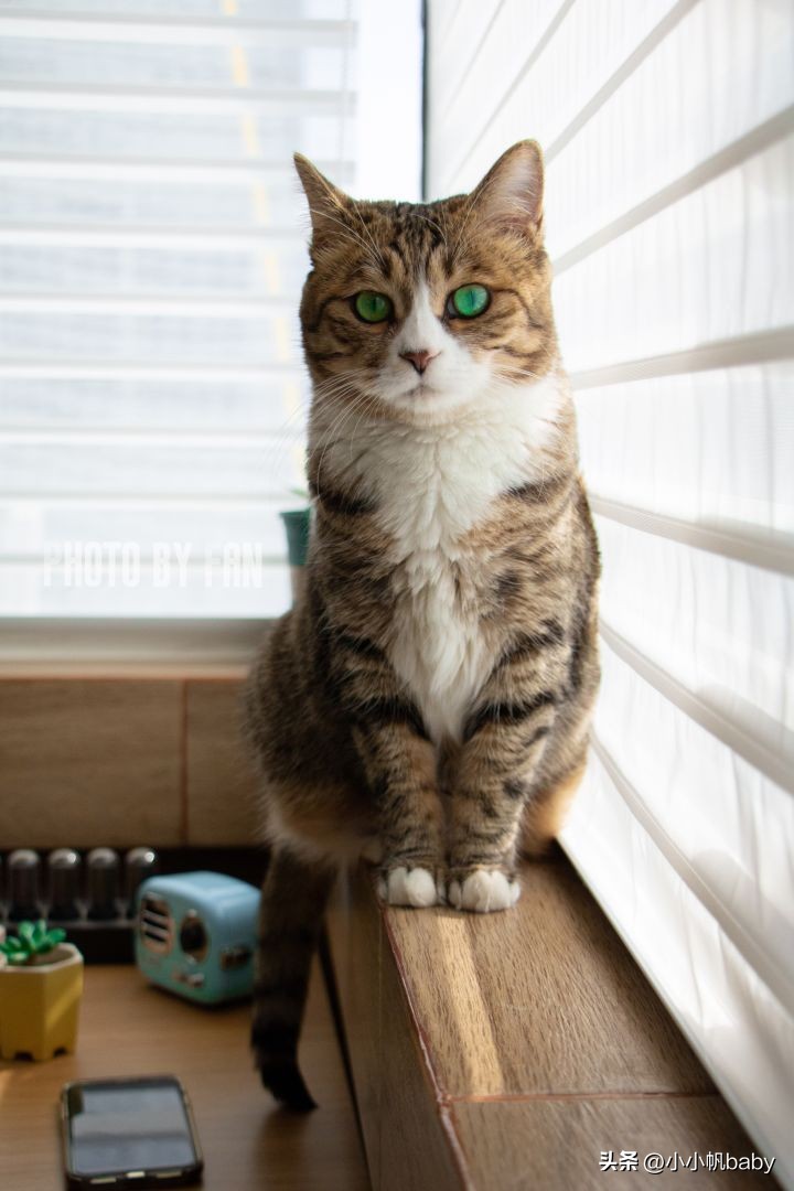 新手养猫铲屎官攻略,新手养猫驱虫知识