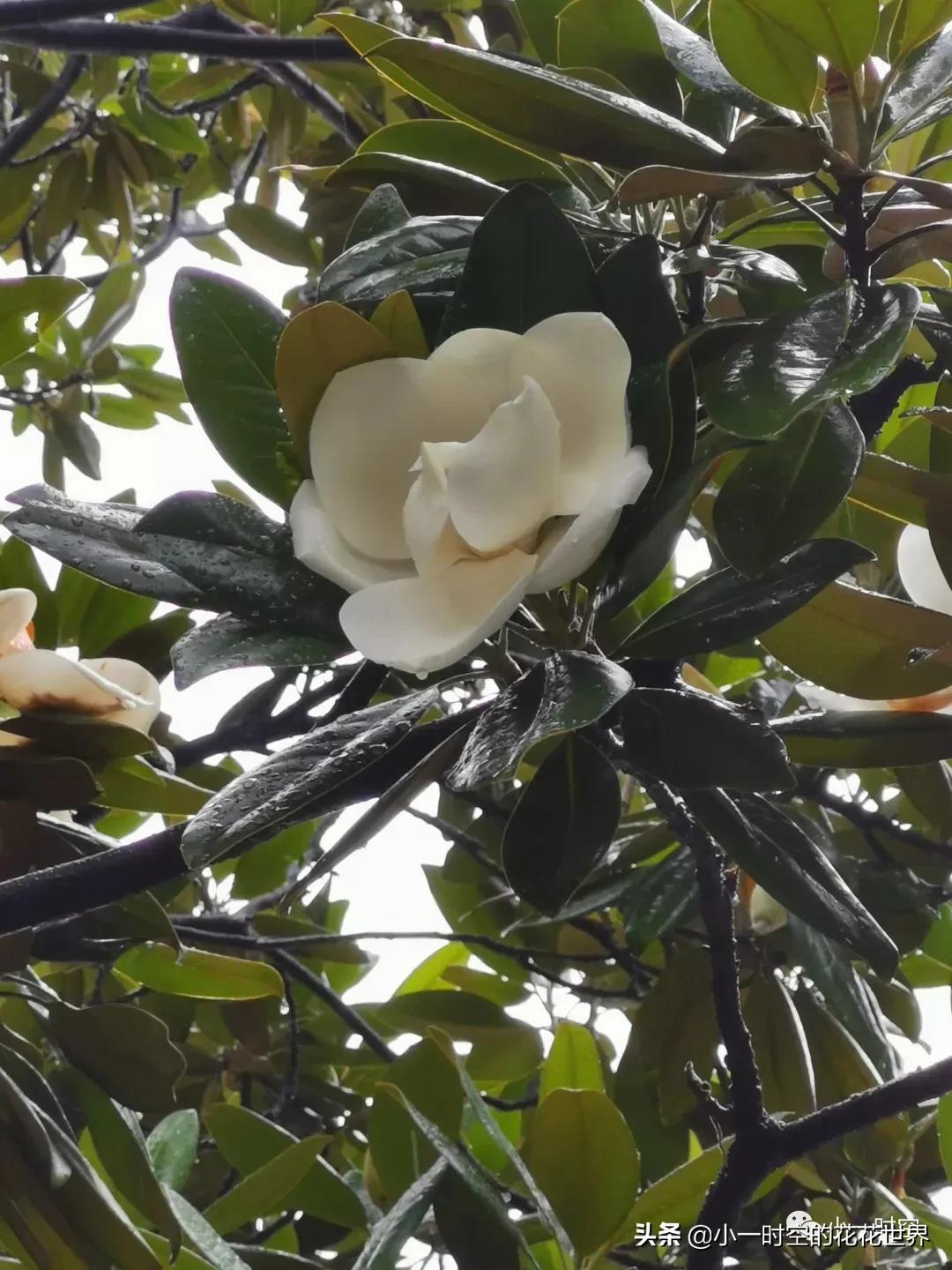 母亲节送母亲寓意最好的花,母亲节鲜花什么花好看