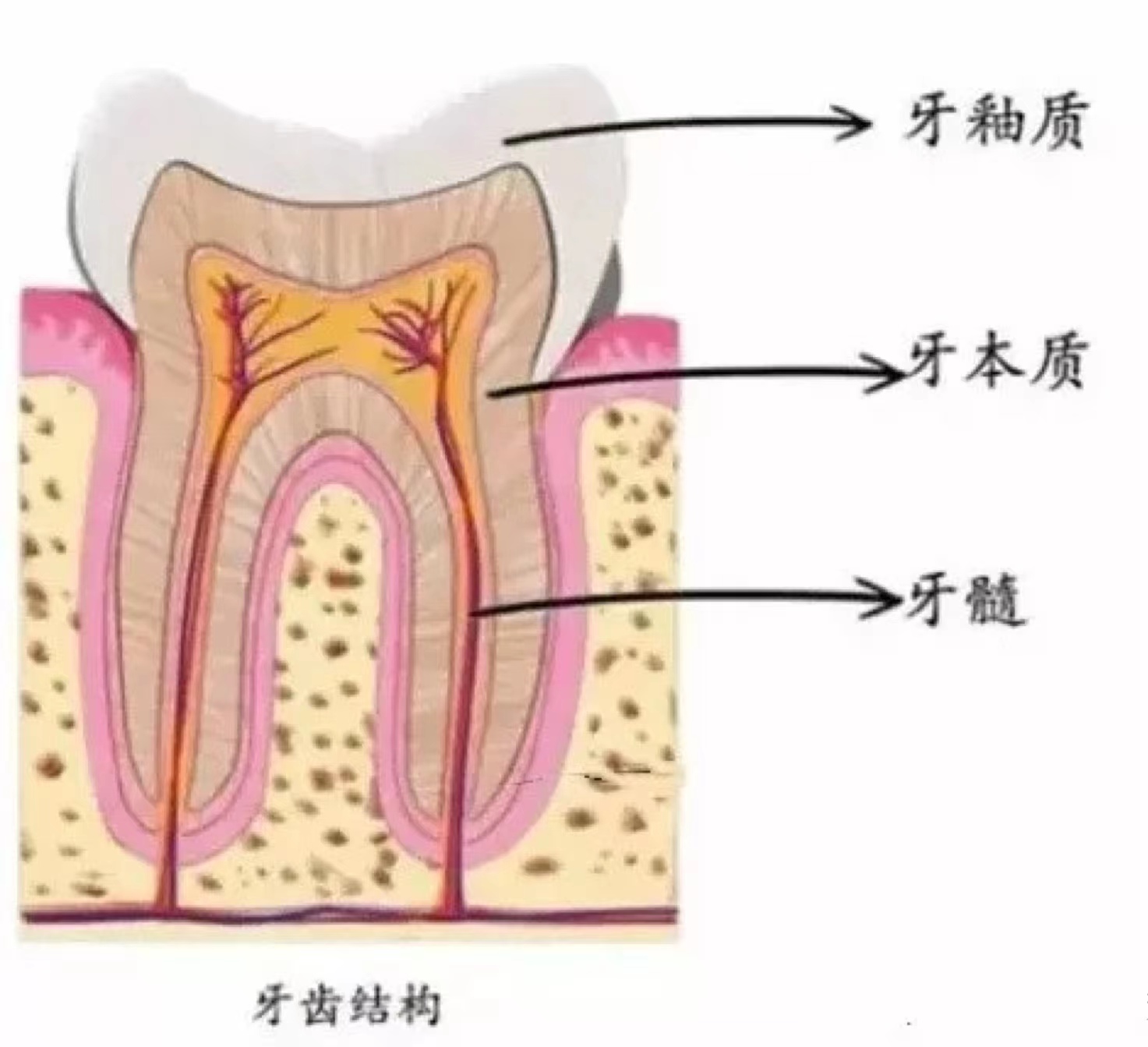 满口黄牙怎么让牙齿变白,长期牙黄牙齿变白的快速小妙招