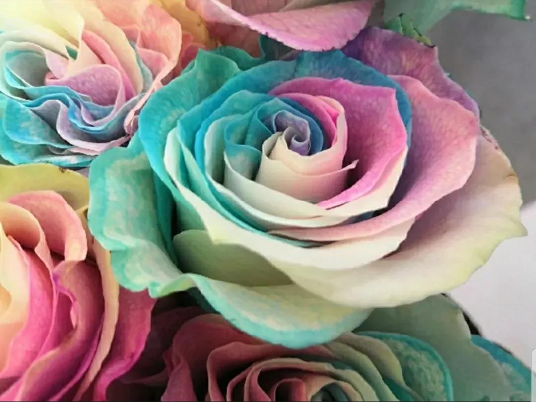 月季蔷薇玫瑰三者的区别图,蔷薇月季玫瑰的区别和联系