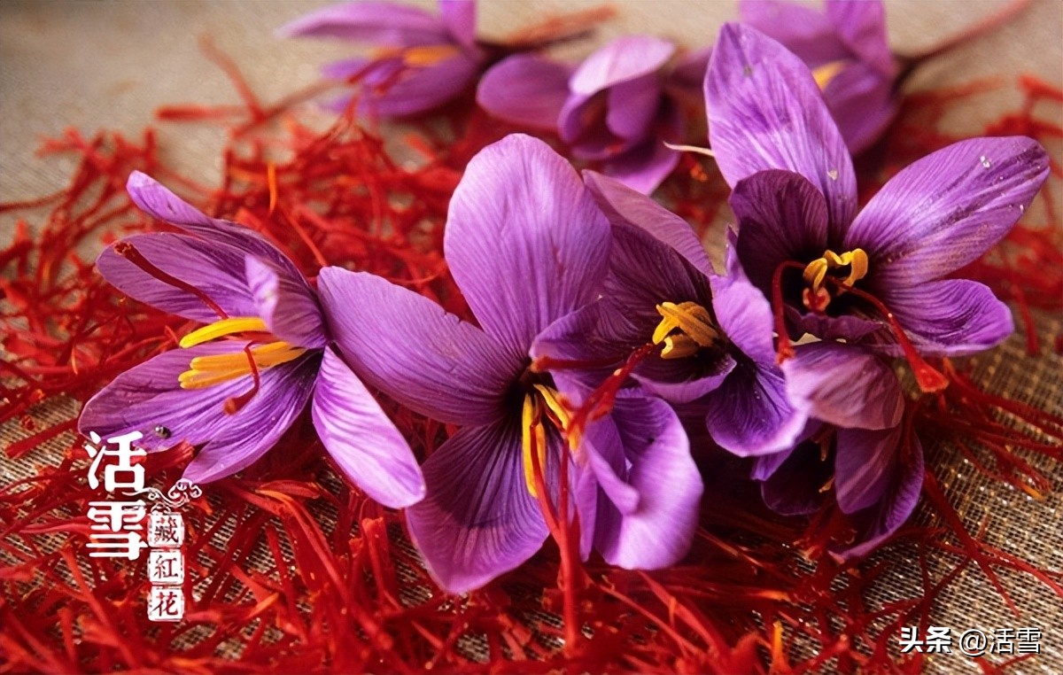 尹涛藏红花,活血牌藏红花