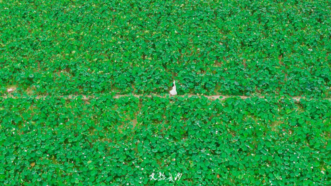 长沙赏秋去哪里,长沙第一波赏荷地图