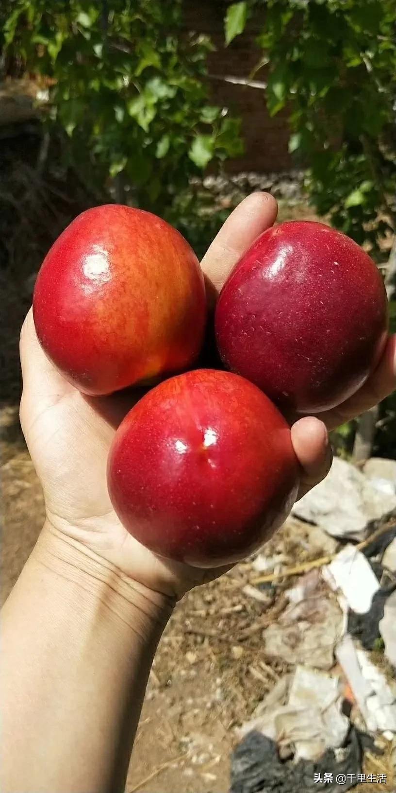 现摘正宗山东蒙阴脆甜黄油桃,山东蒙阴蜜桃之乡的桃子上市啦