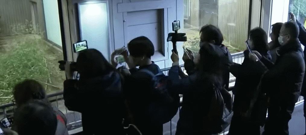 大熊猫香香回国香香出生,大熊猫香香回国后首次露面