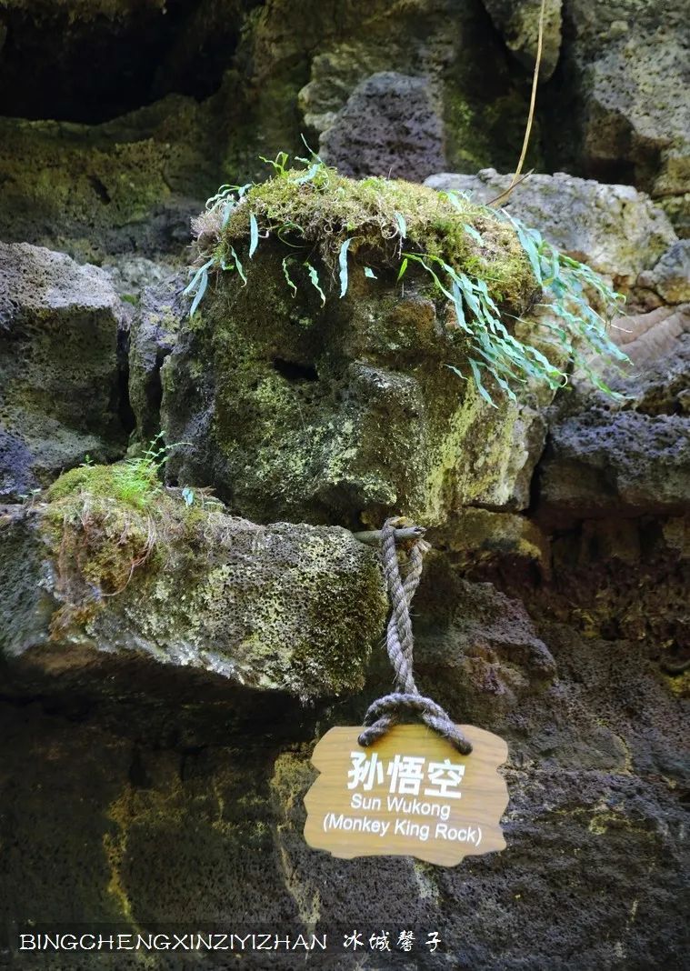 火山口国家森林公园与地下森林,清凉度夏探秘地下森林