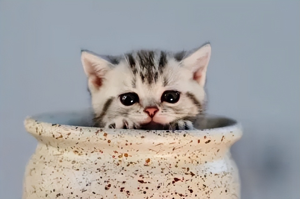 各个品种猫咪大概的价格,盘点各种猫咪的价格