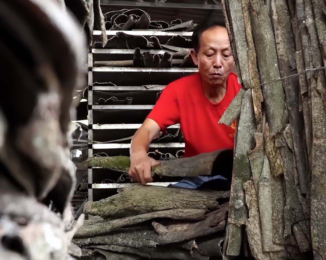 广东老板放弃皮革生意，靠壮阳树年入千万，一张树皮卖上千元