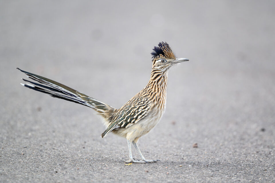 尼康拍野生动物,最好的拍野生动物相机