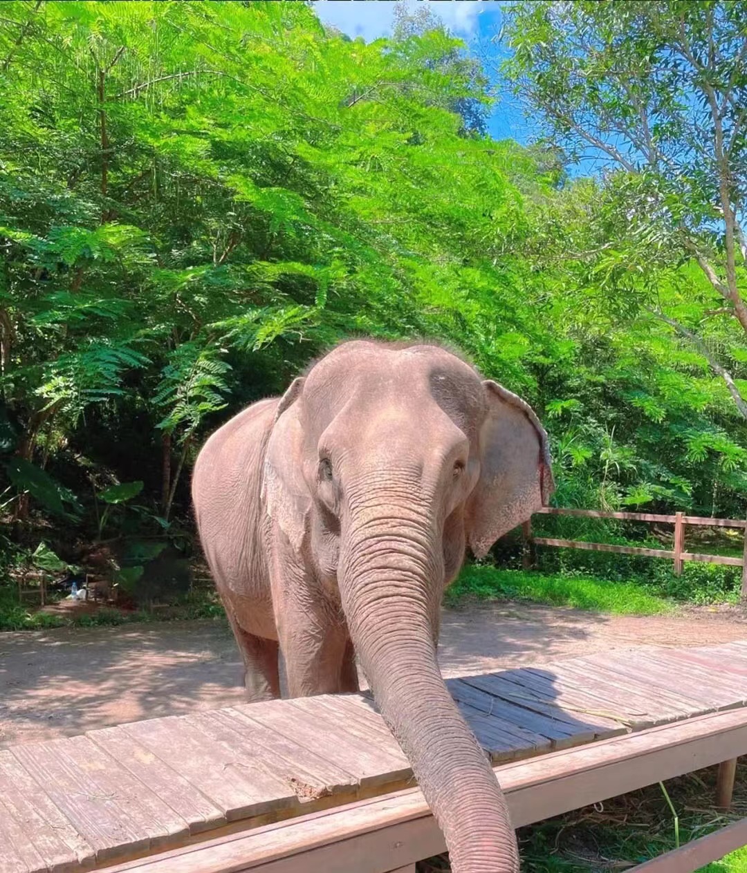 去版纳要注意踩的坑,去版纳怎么避坑