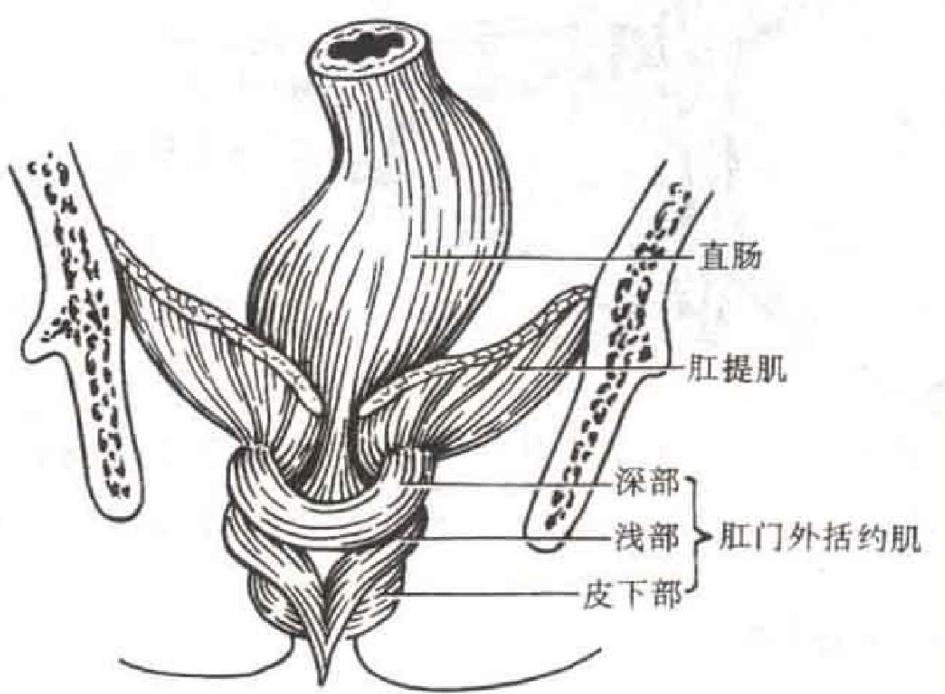 肛裂之后是不是很容易继续肛裂,如果是肛裂该怎么处理