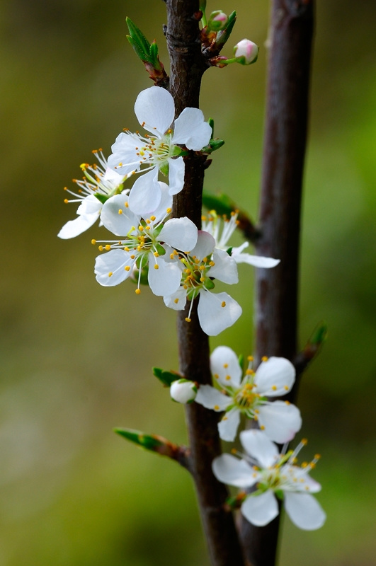 适合春季赏花的花,视觉盛宴五种赏花名花供您选择