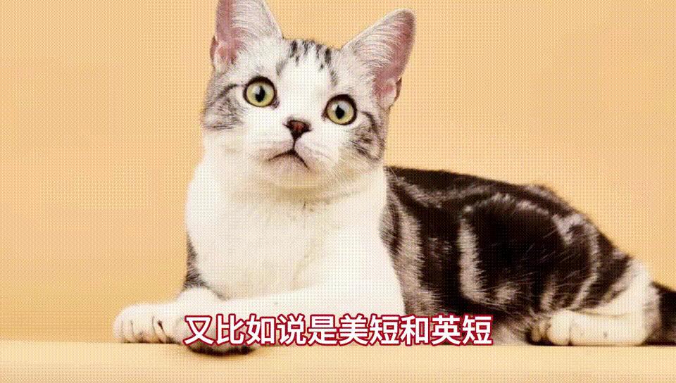 猫咪双排臼齿有什么影响,猫咪咬合错位怎么办