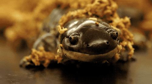 偷了5种不同精子,却只生女儿,这是地球上独一无二的生娃技巧