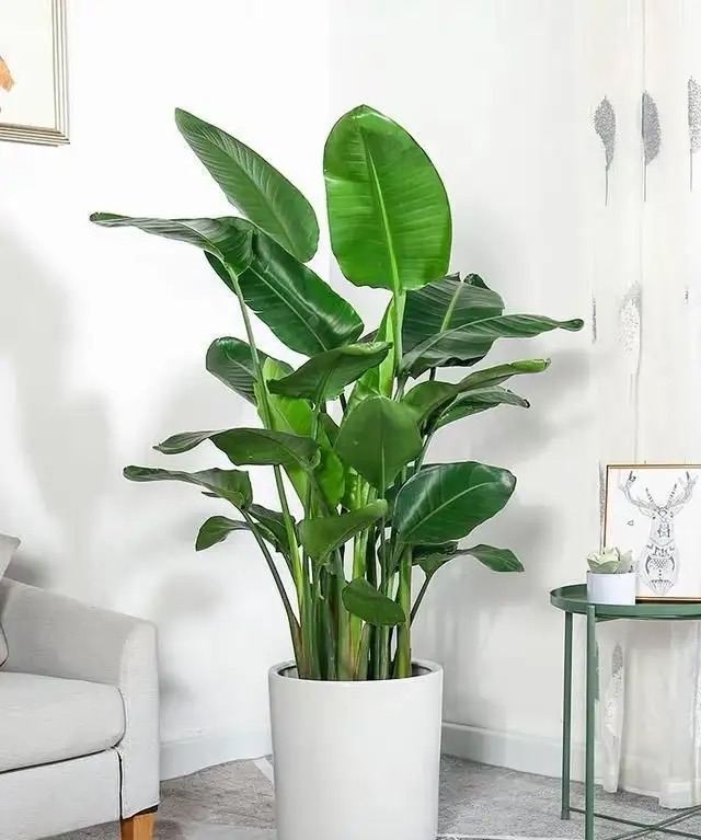 现代装修适合摆放哪些花,装修好屋里摆放什么花