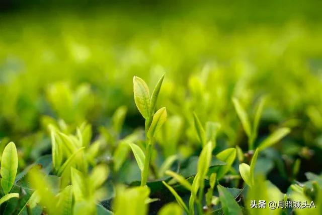 一花一世界一叶一菩提哲理散文,一花一世界一叶一菩提的美文