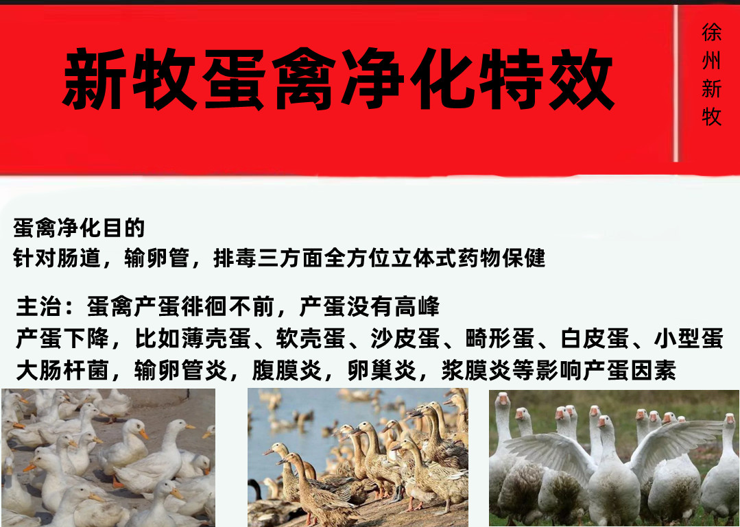 鸭蛋怎么提高蛋鸭下蛋率,如何避免蛋鸭掉蛋