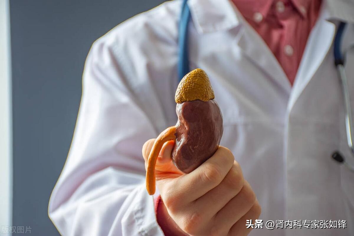 肾病尿毒症能活多久取决于什么,你的肾好不好