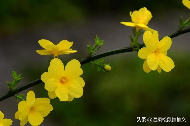 推文:双豪门酒店故事,野蛮生长人间富贵花vs一尘不染的酒店大亨