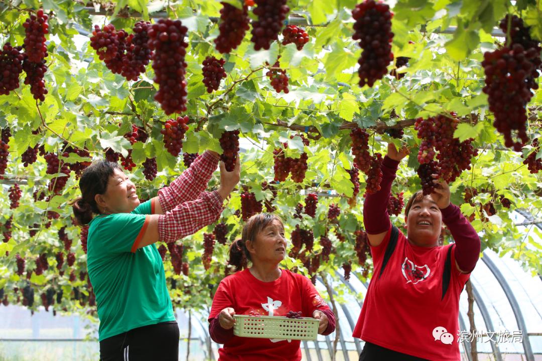 滨州阳光玫瑰葡萄,滨州葡萄采摘好去处