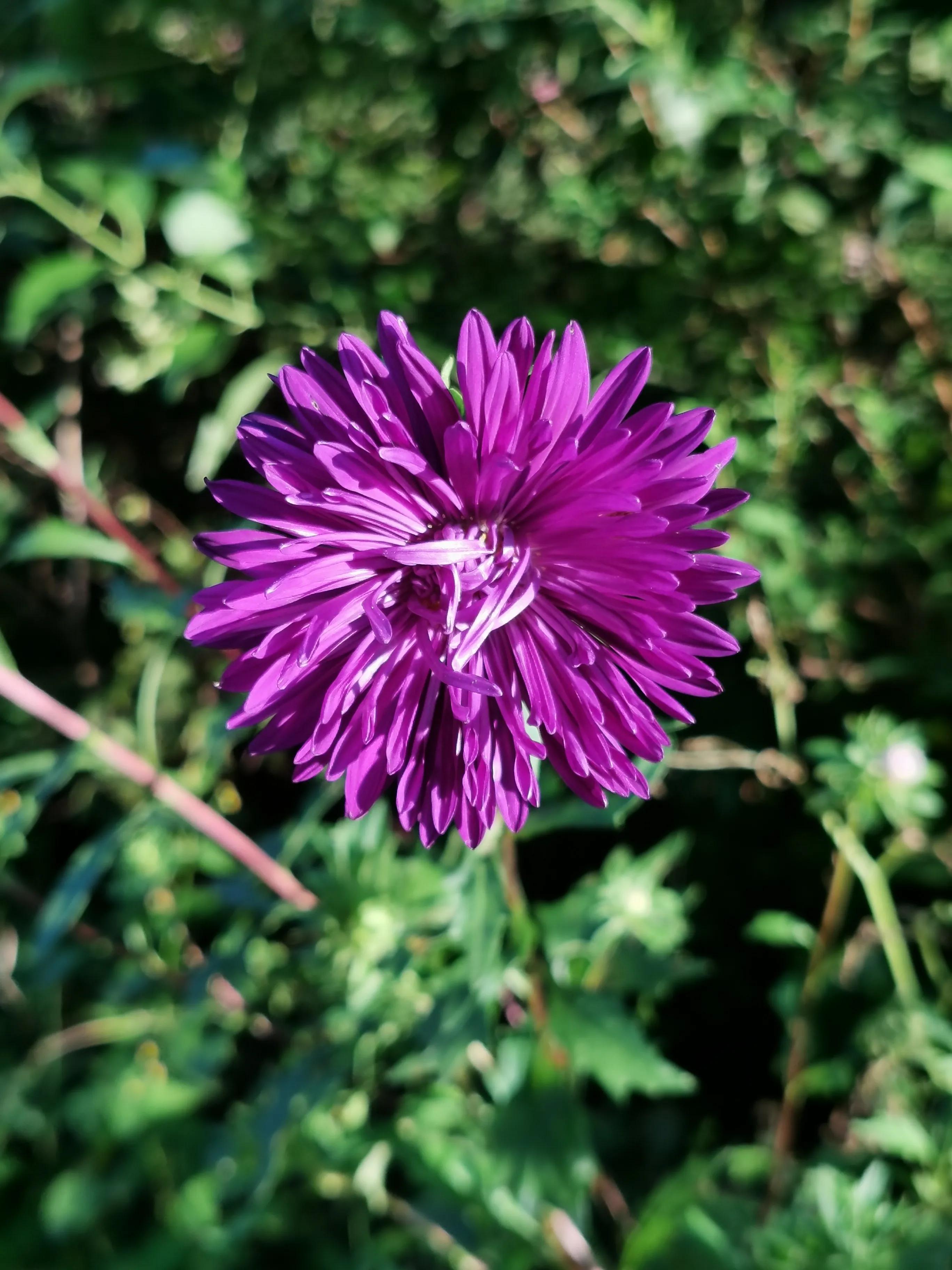 100种迷人的“数字花”,从零到一百万,真是太神奇了