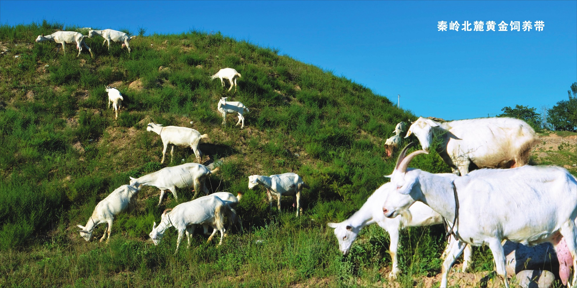 雅泰乳业配方羊奶粉系列,陕西雅泰乳业的羊奶粉质量怎么样