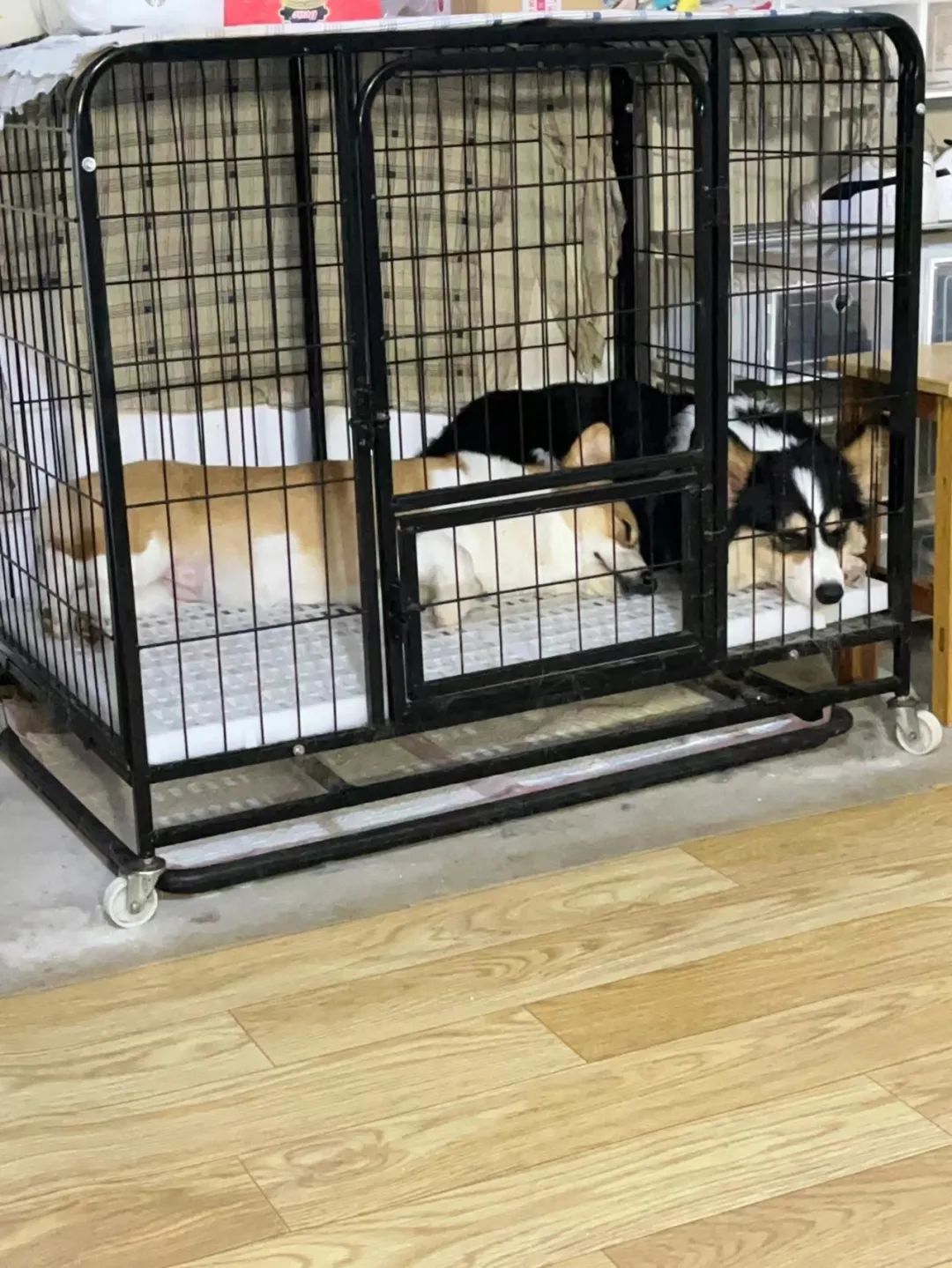 一晚上连炫16颗生鸡蛋，偷吃柯基秒变粑粑喷射“基”