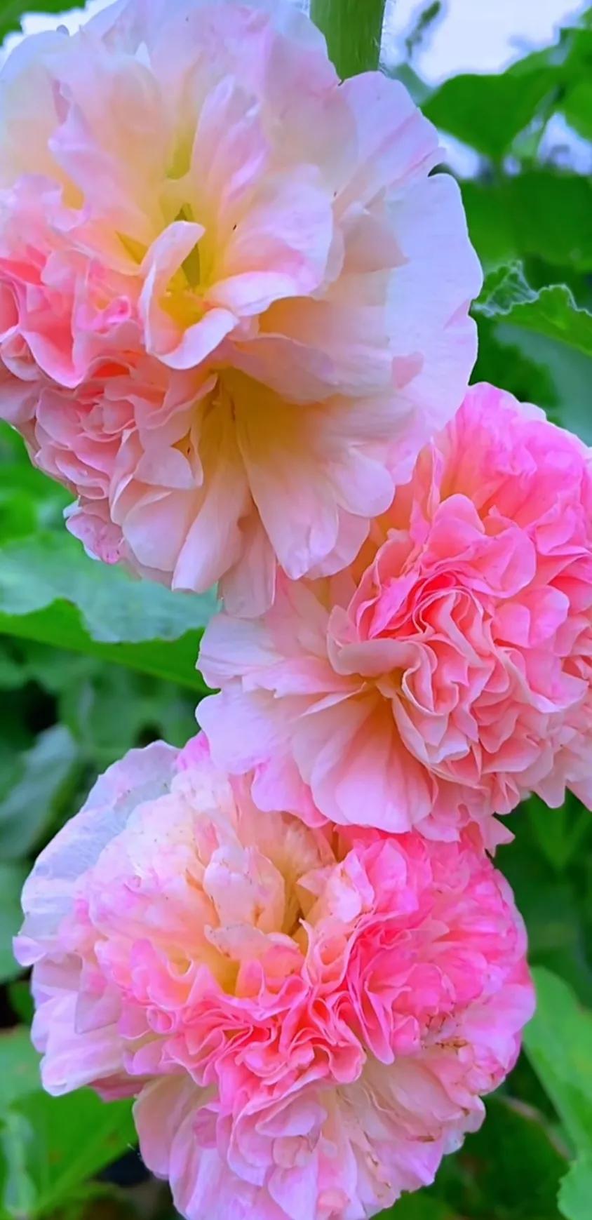 好养眼的花图片,让人惊艳的花草图片