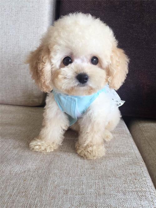 狗狗冬天掉毛怎么办完整版,狗狗冬天掉绒毛厉害怎么办