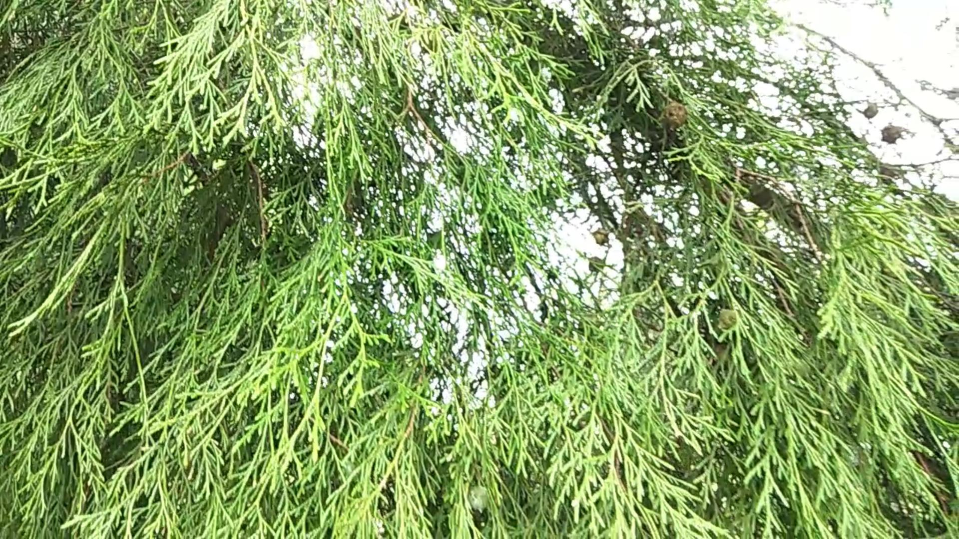 什么树果实做枕头治失眠,侧柏籽枕头长期枕有什么好处