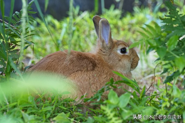 含有兔的诗词名句,关于兔的古典诗词