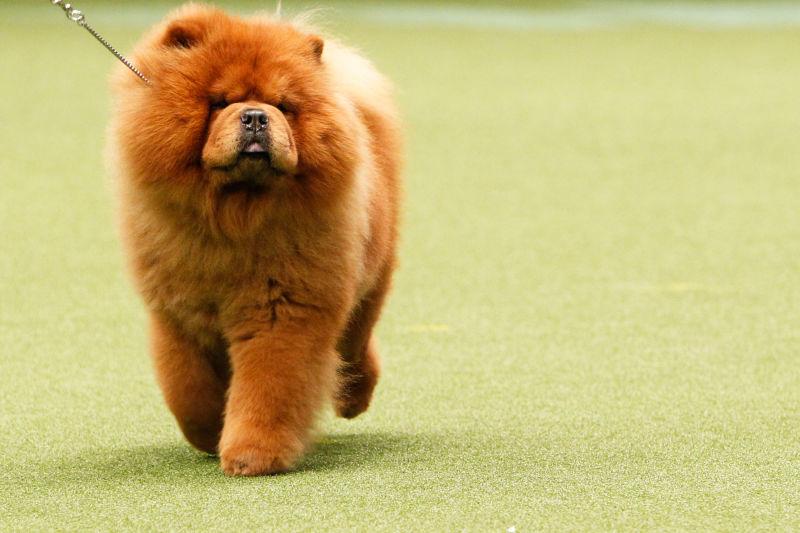 不同品种的狗狗性格差异有多大,16种常见狗狗的优缺点