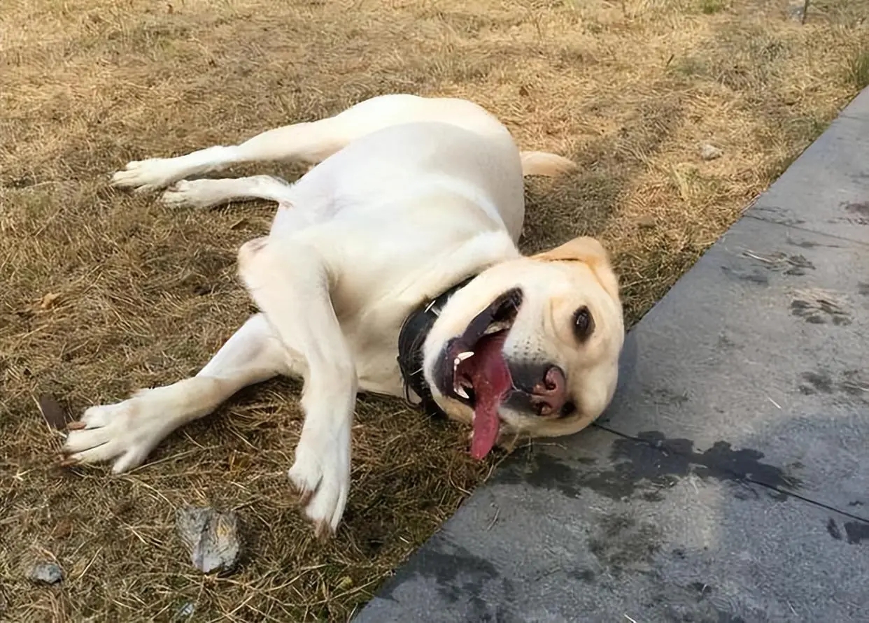 金毛拉布拉多柯基哪个适合新手养,老人适合养金毛还是拉布拉多