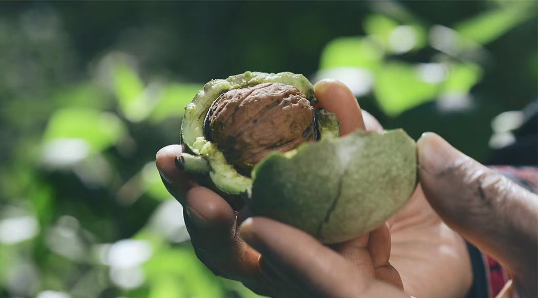 食用核桃油注意事项,食用核桃油好吗