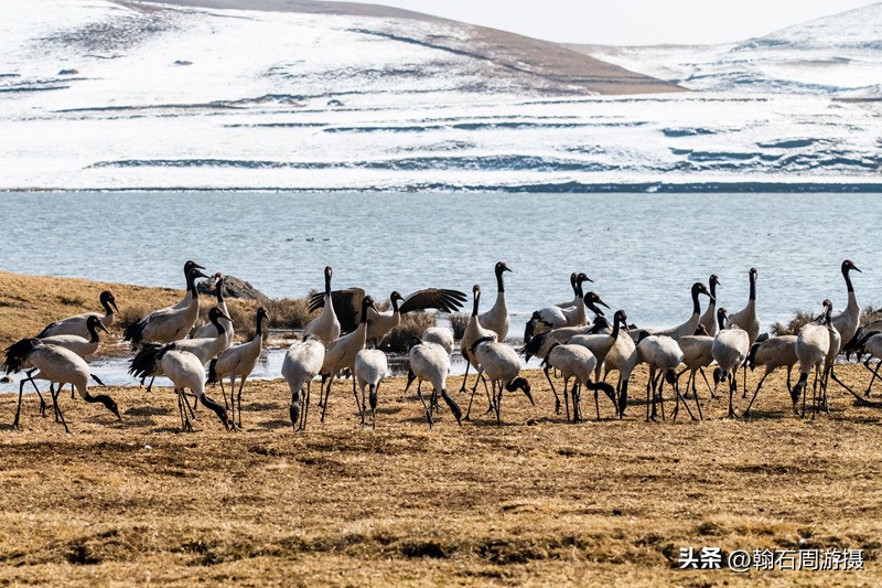 高原精灵黑颈鹤越冬之地——大山包（云、藏自驾旅行纪实之一）
