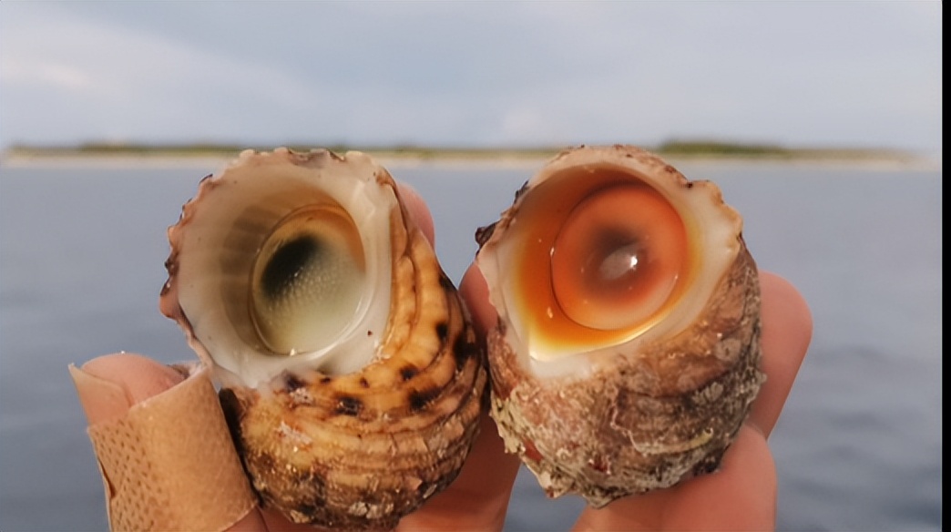 海南海鲜贝类有哪些,海南海鲜贝类