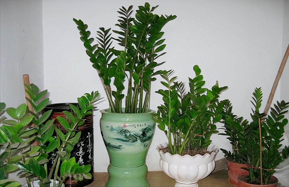 6种漂亮的富贵花好养好看还招财,6种长寿花能活一百年漂亮又吉利