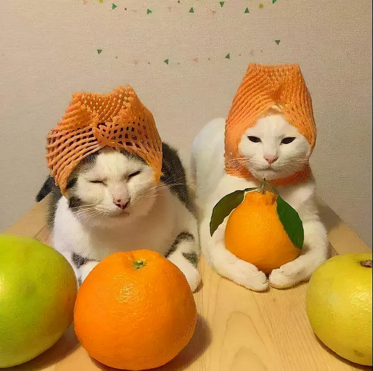 养猫的忠告视频大全,养猫必知哪些食物不能给猫咪吃