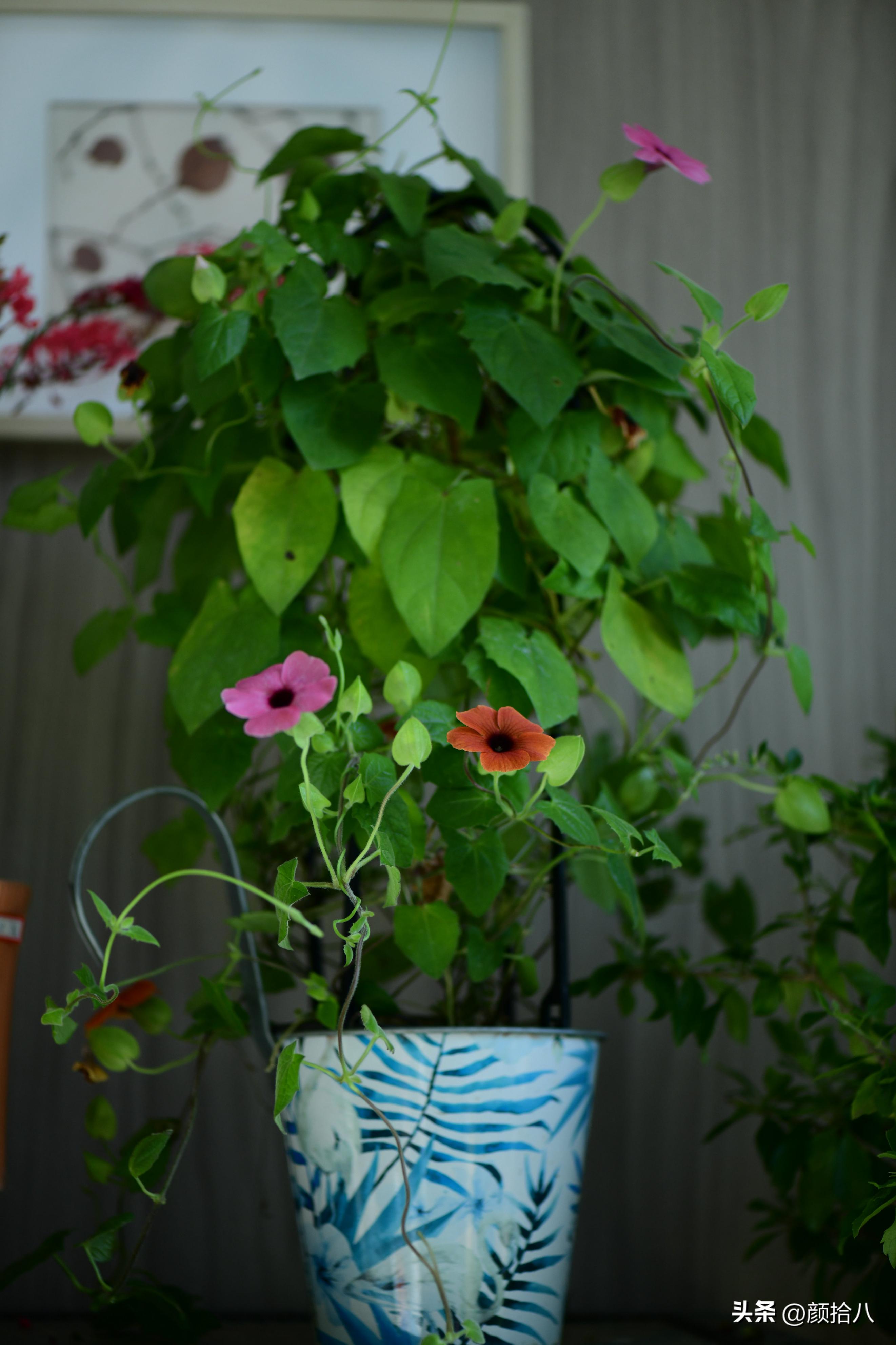 天冷怎么注意植物冻死,植物怕冷怎么过冬