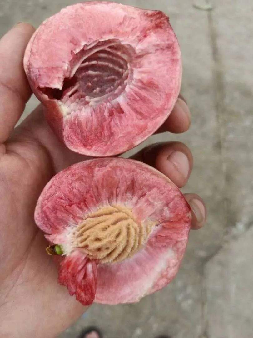 果园防鸟最好方法,果园防鸟出绝招